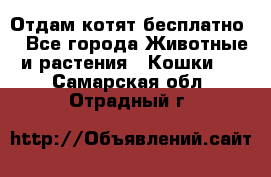 Отдам котят бесплатно  - Все города Животные и растения » Кошки   . Самарская обл.,Отрадный г.